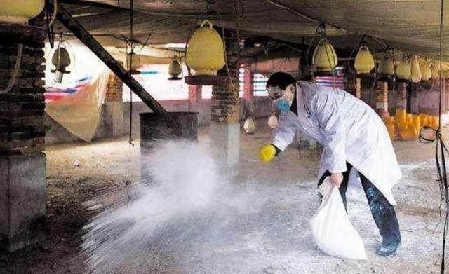 武漢肺炎疫情加強養殖場生石灰消毒